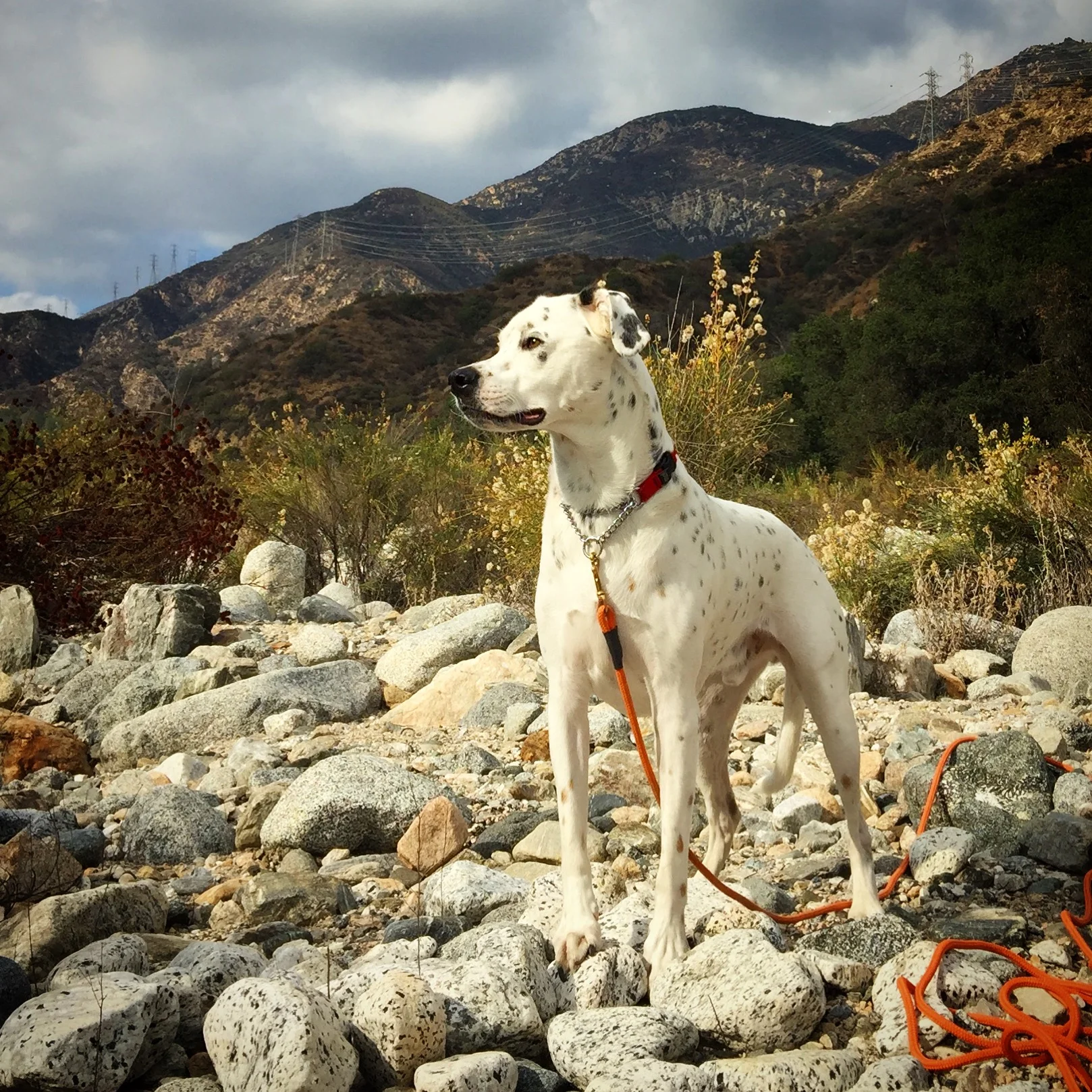 You guys, I forgot to get a picture of the wine in the glass. By way of apology, here is a completely random picture of my dog, Chance. Looking majestic as hell, right??