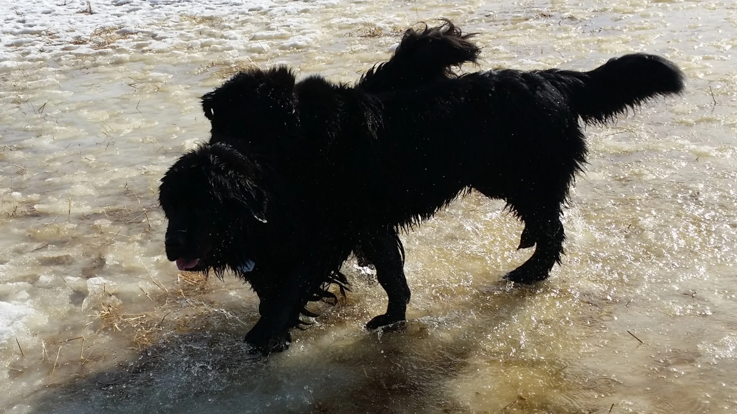 YOU CAN BET THAT IF THERE'S A PUDDLE, THEY'LL PLAY IN IT!