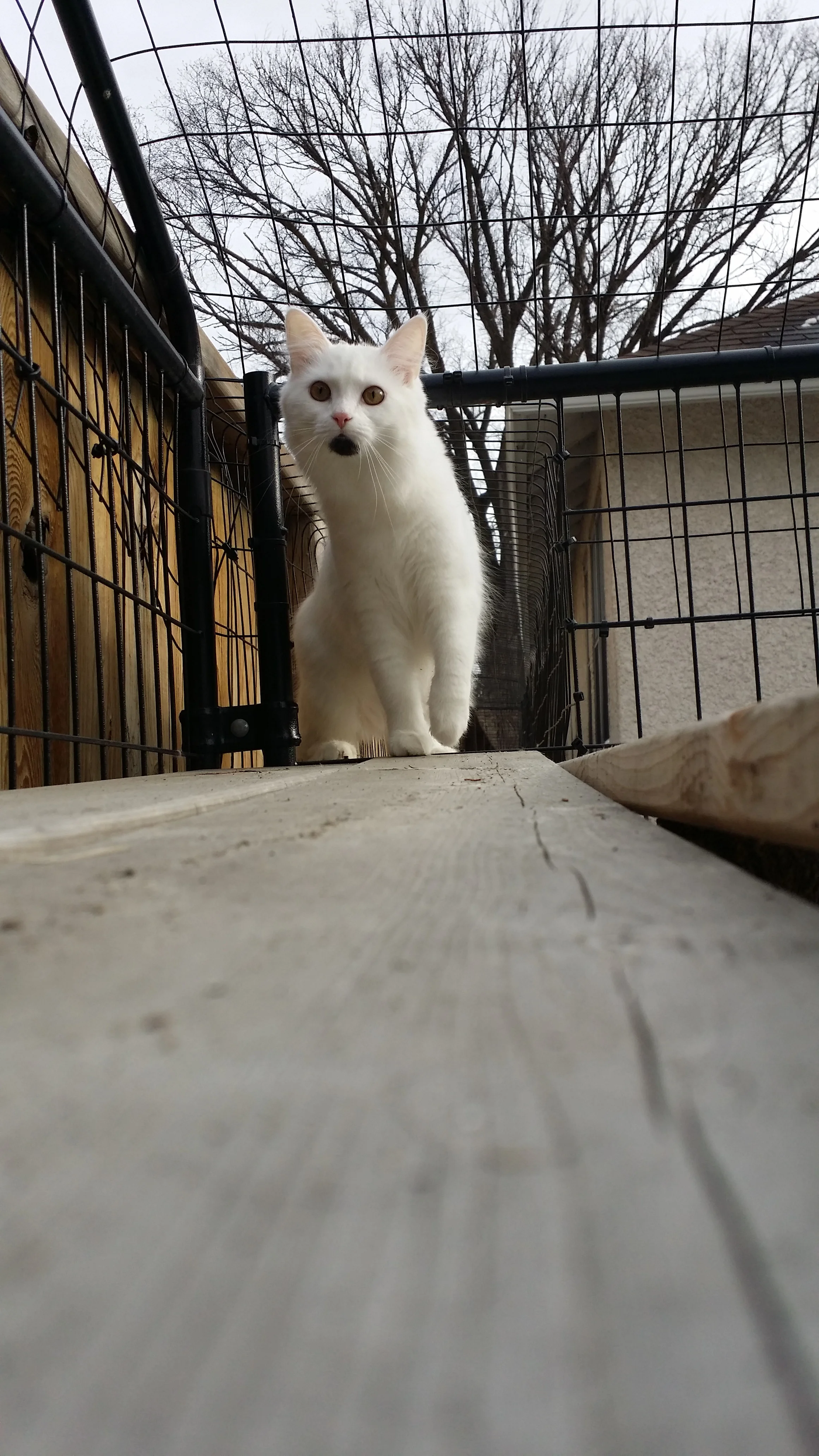 Verin, exploring the outdoor enclosure for the second time