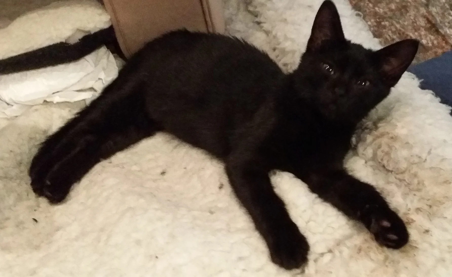 our dear, sweet nynaeve, who has now passed.