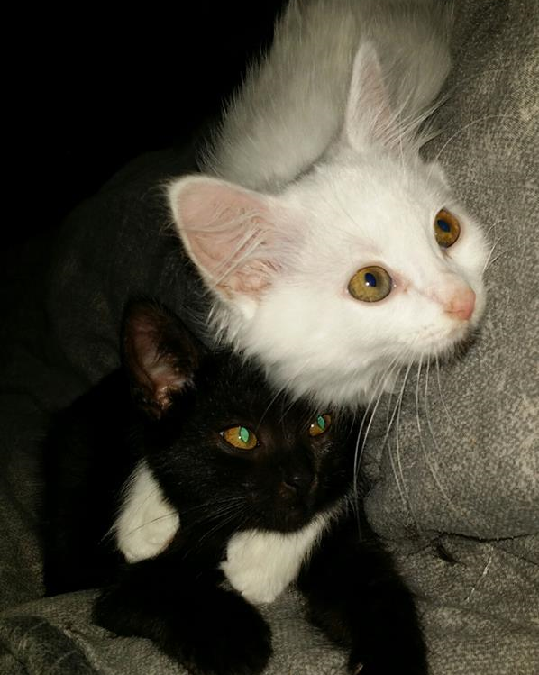 nynaeve and verin