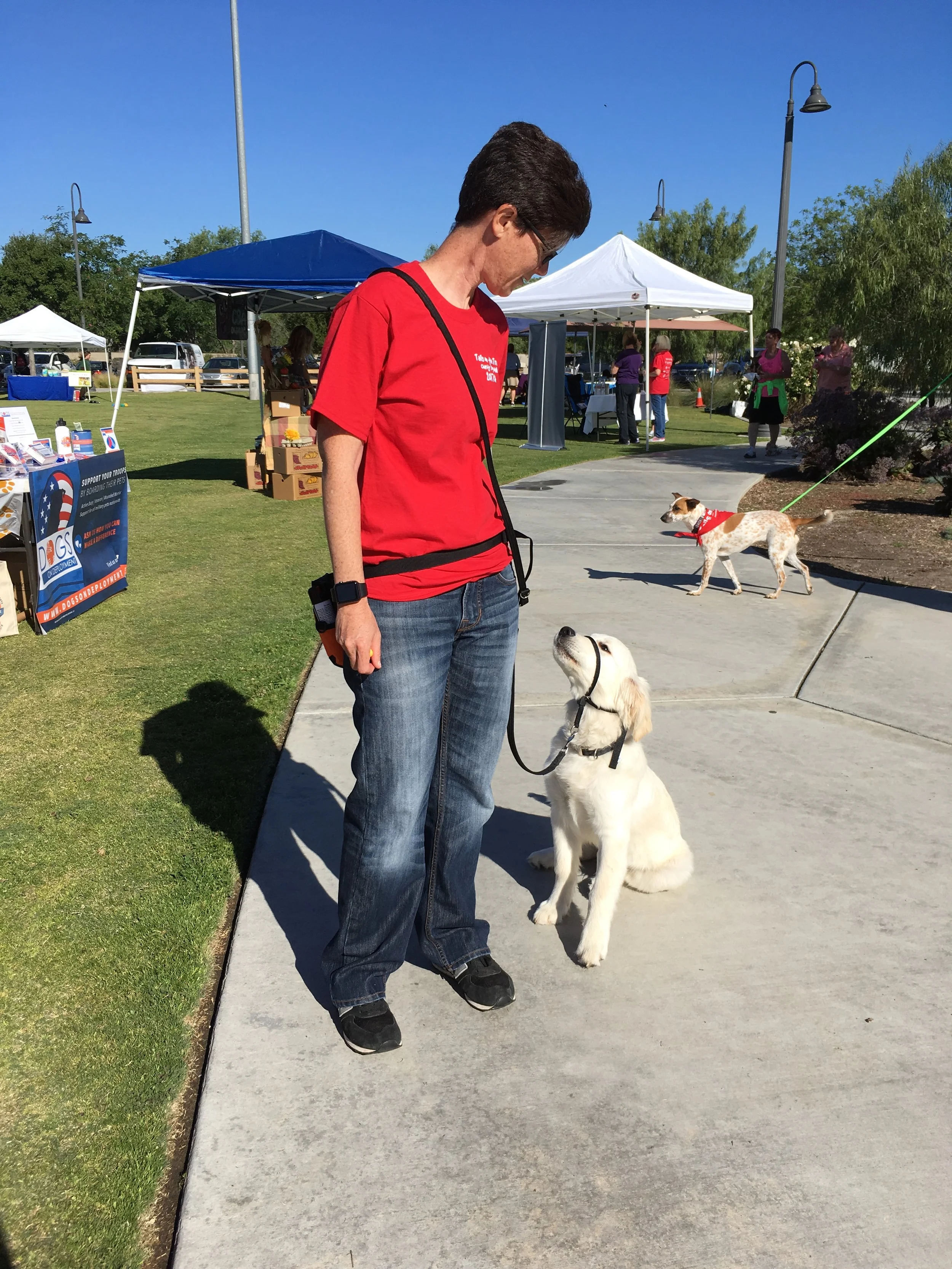 service dog trainer training