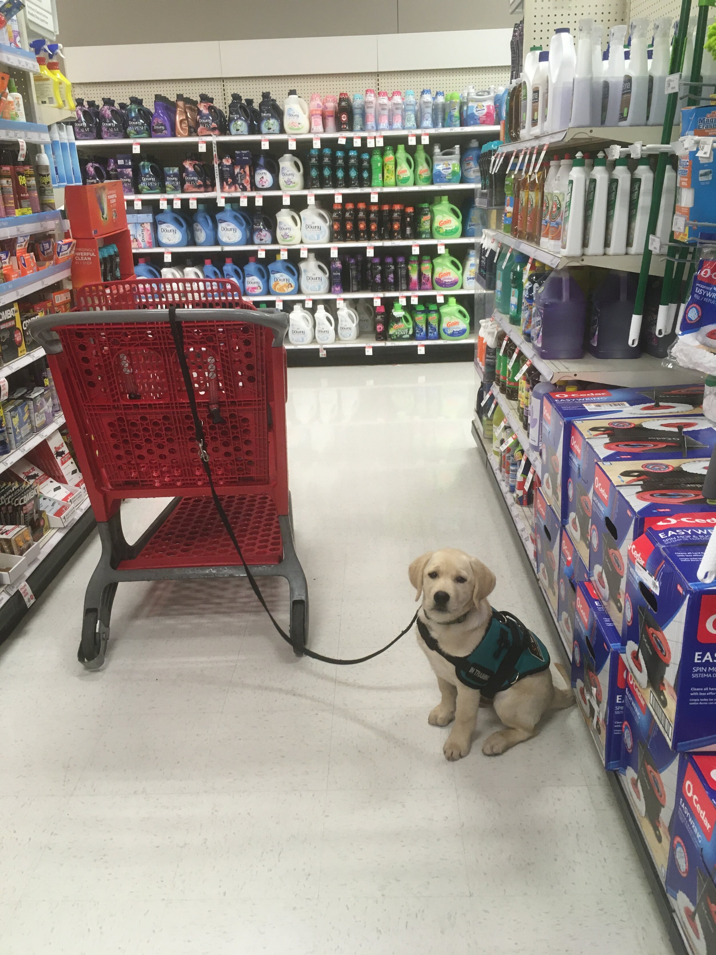 Are Therapy Dogs Allowed In Grocery Stores
