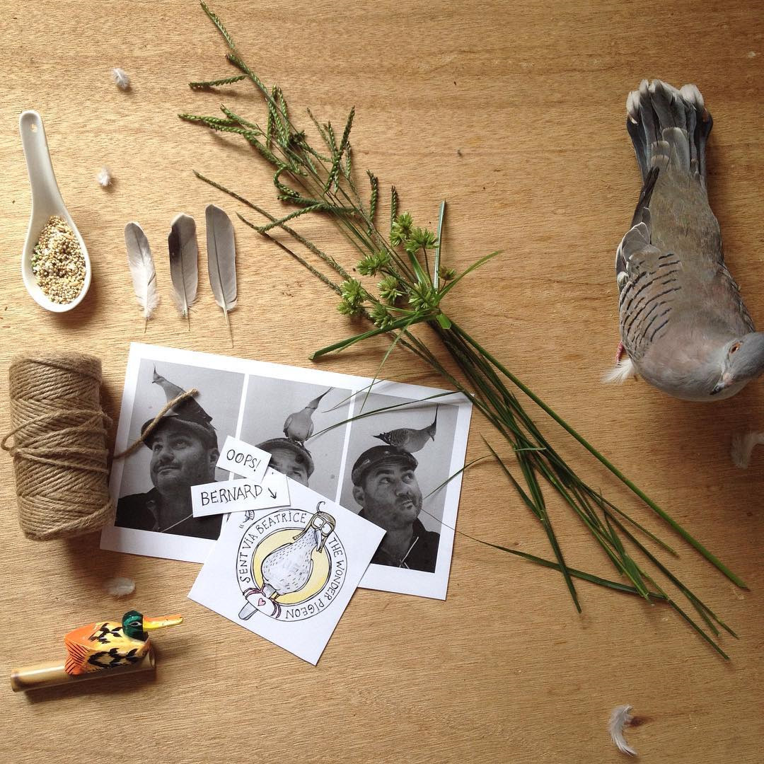 The before and after shots of a bird flatlay with Bernard the Wonder Pigeon