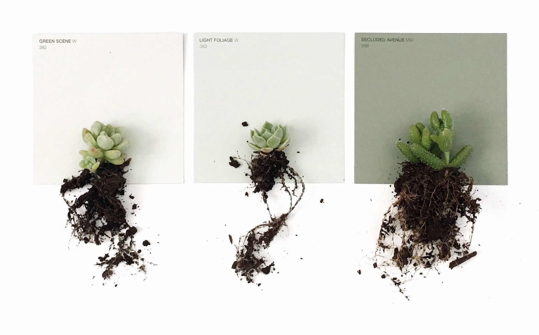 Flatlay using paint swatches and succulents as props.