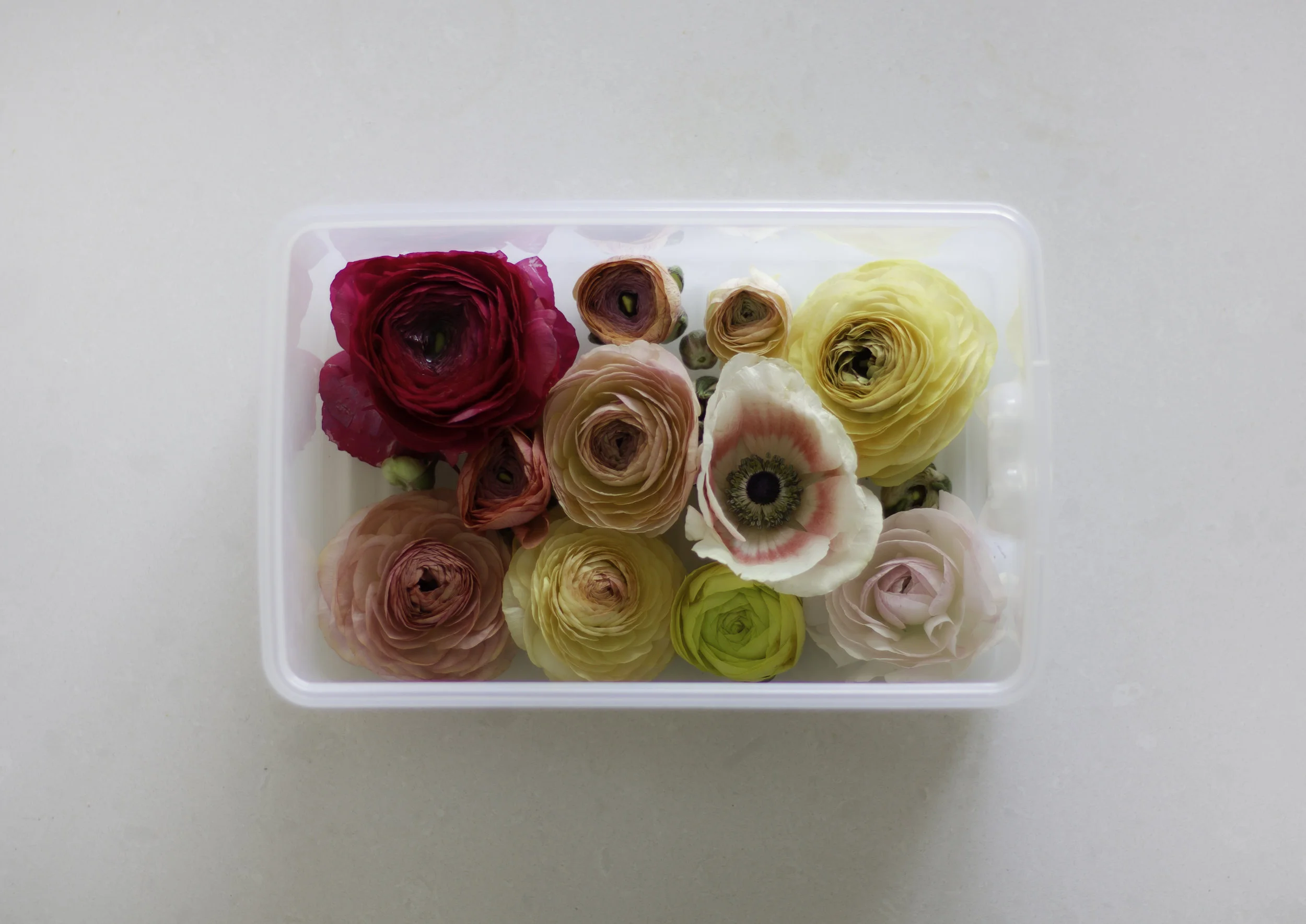 FLOWERS 5.jpg