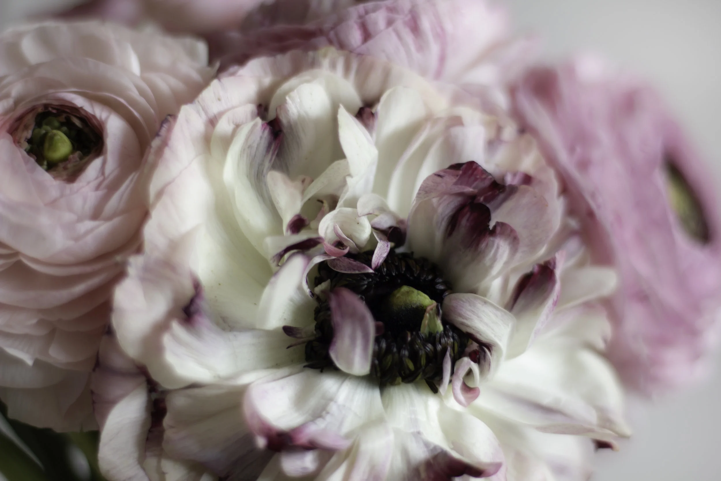 FLOWERS 12.jpg