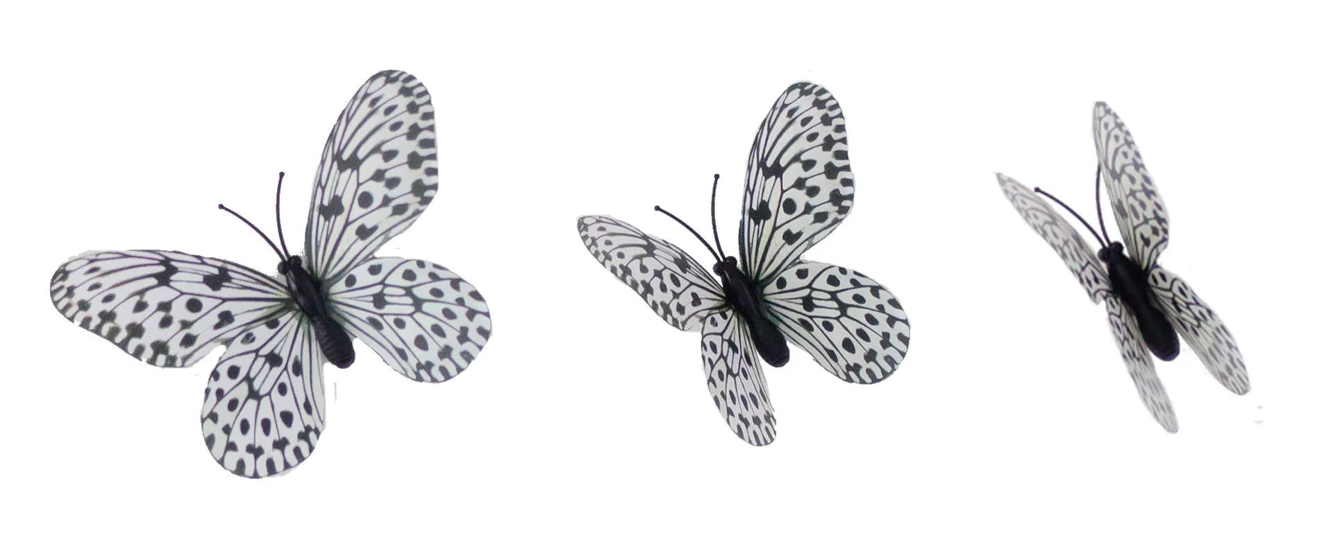 The different butterfly images I used to add motion to my animation