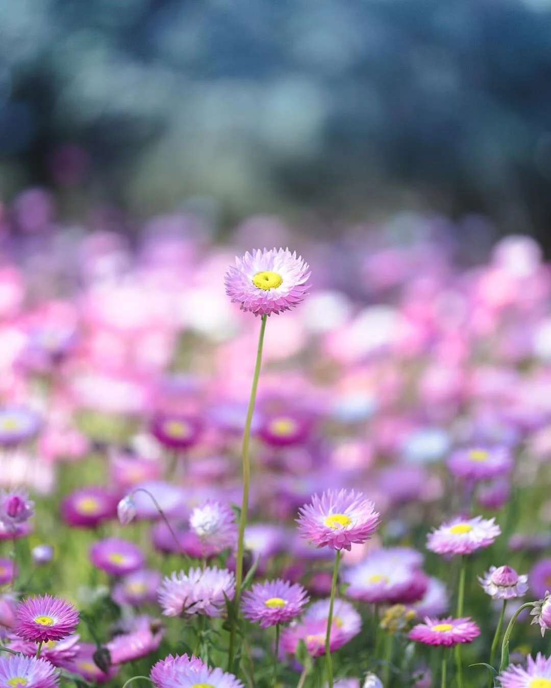 Beautiful everlastings at King Park and Botanical Garden in Perth, Western Australia. Source: @katherinedorrington