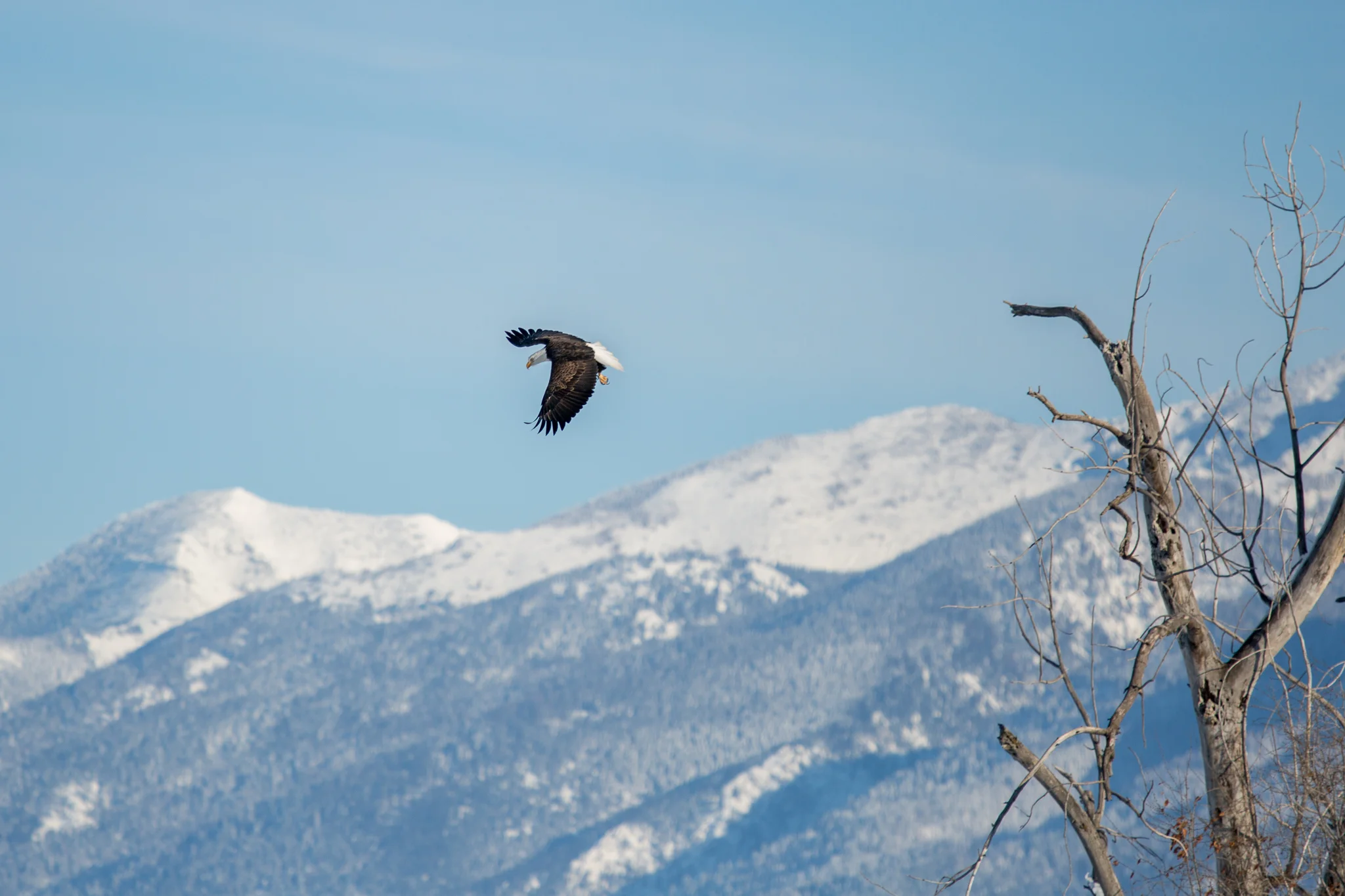 bald eagle, mission mountains