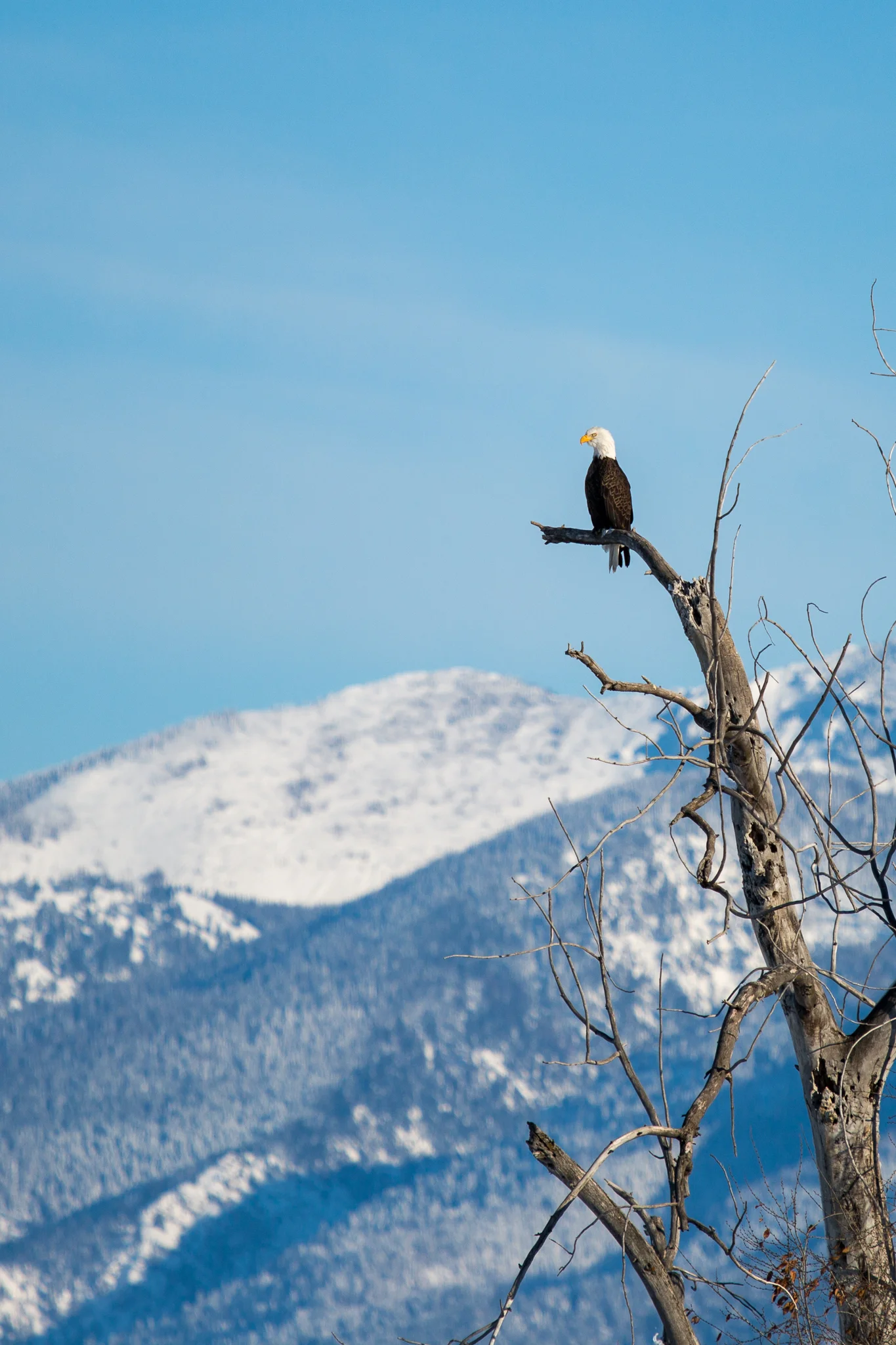bald eagle, mission mountains