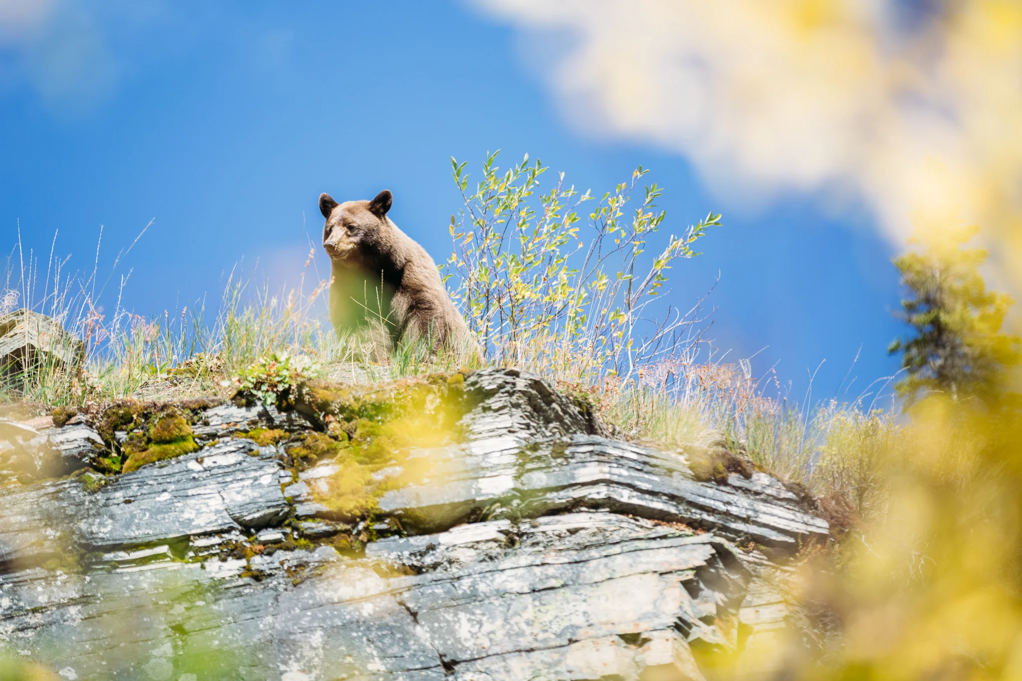 Grinnell Glacier Trail, glacier national park