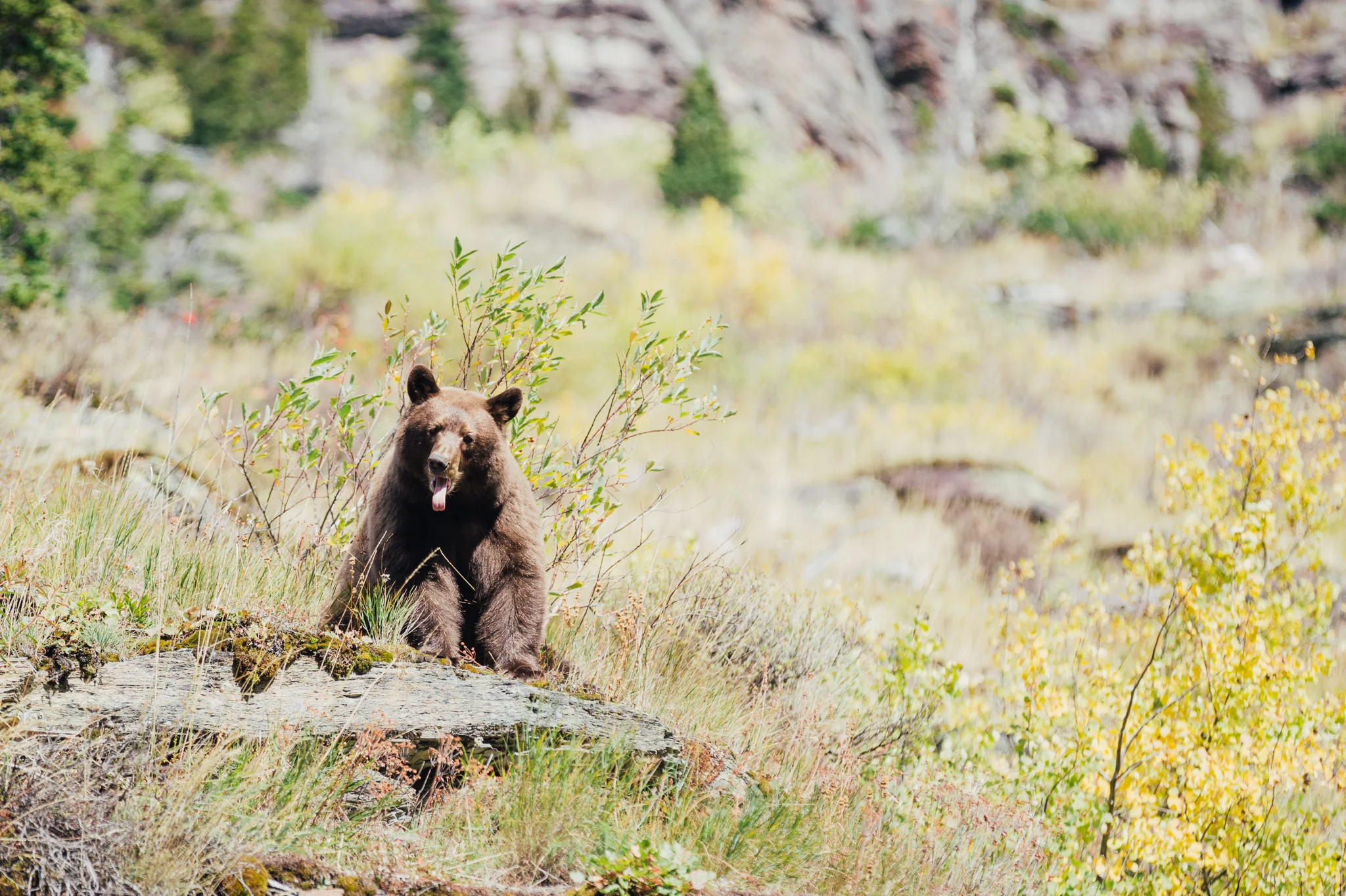Grinnell Glacier Trail, glacier national park