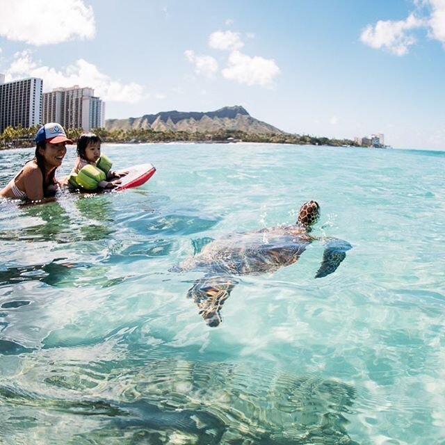 Hello  #Honu 🐢 #カメ　#ウミガメ　#ワイキキ　#waikiki #diamondhead