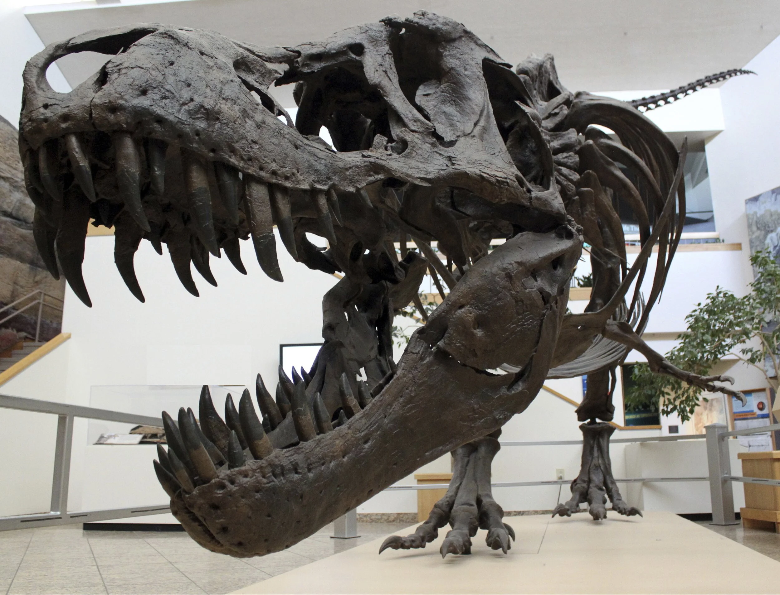 Episode 109 - Sensory Extinction