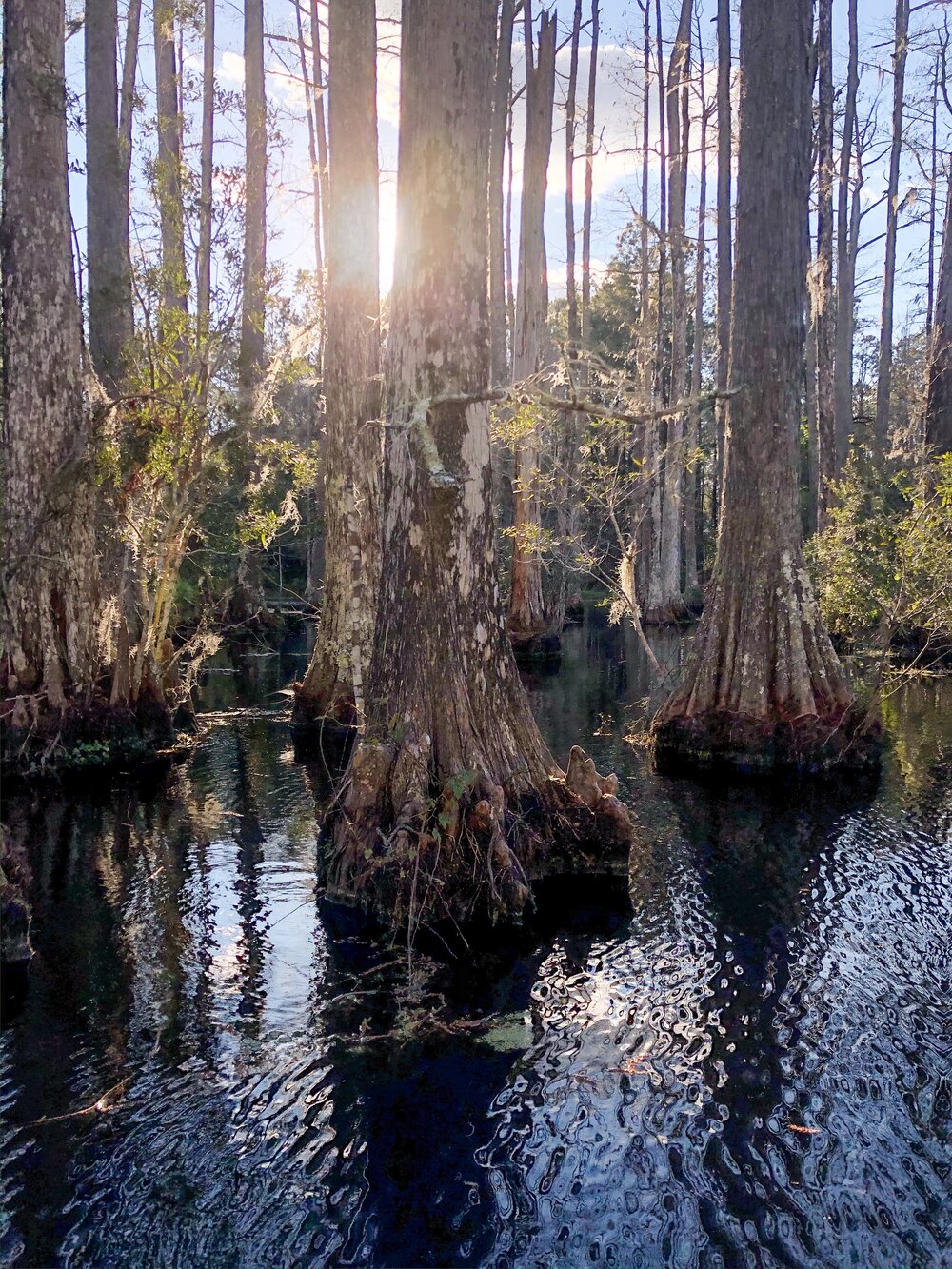 cypress gardens swamp 2.JPG