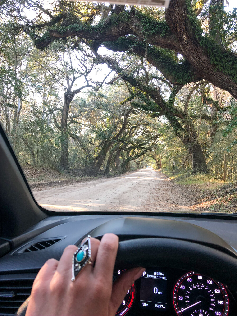 tree tunnel.jpg