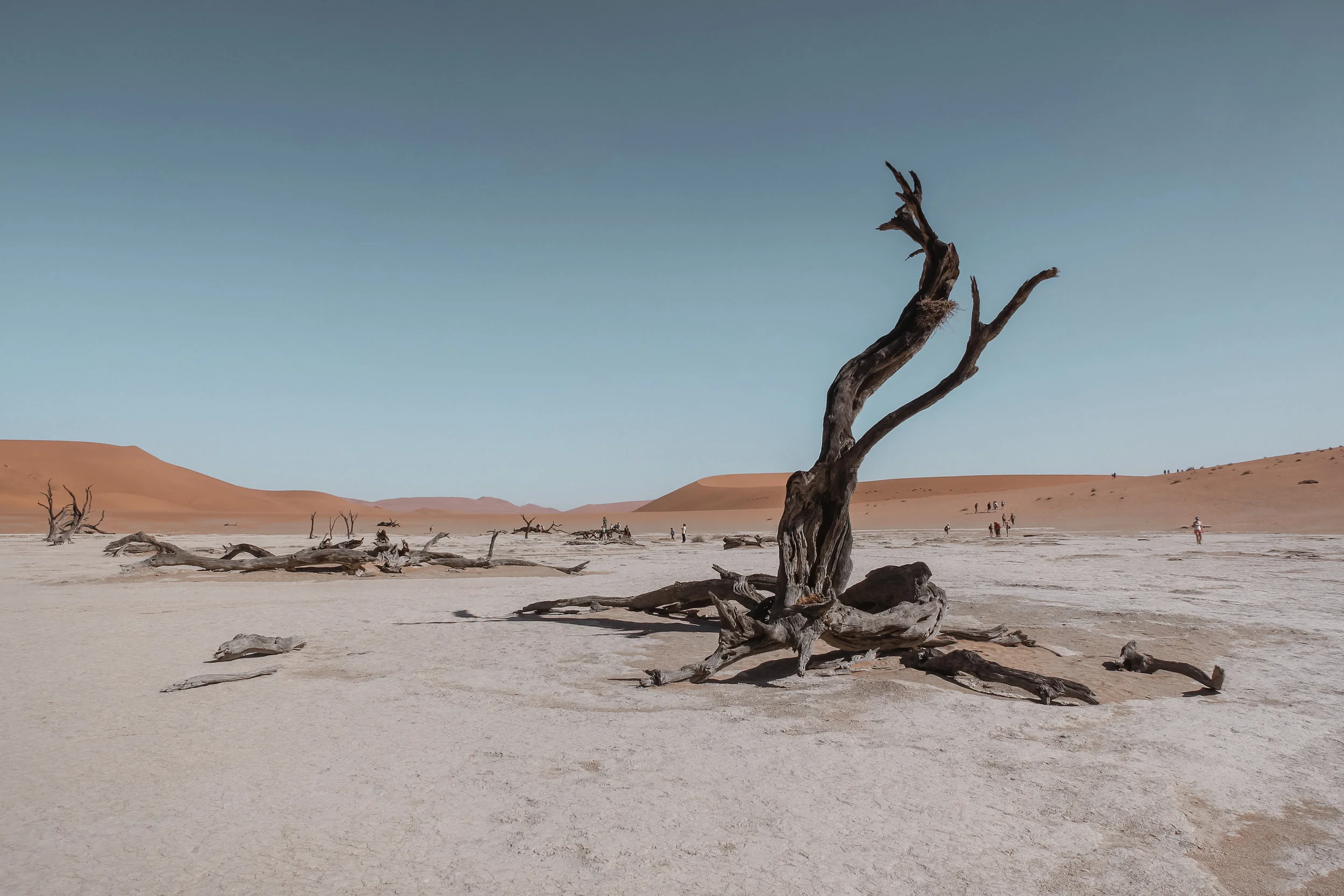dead trees and limbs in the middle of the desert
