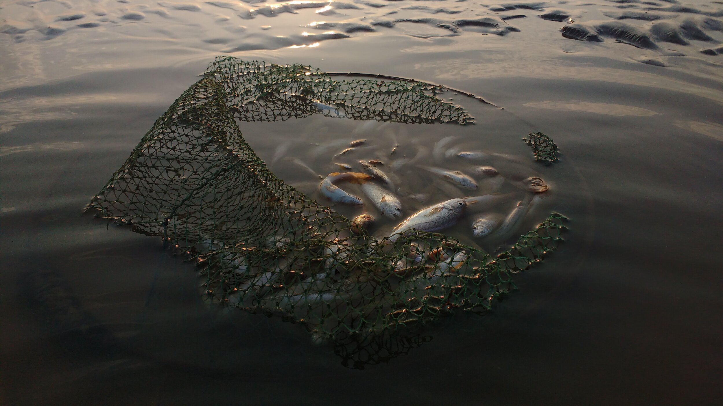 Net in the water with a haul of fish