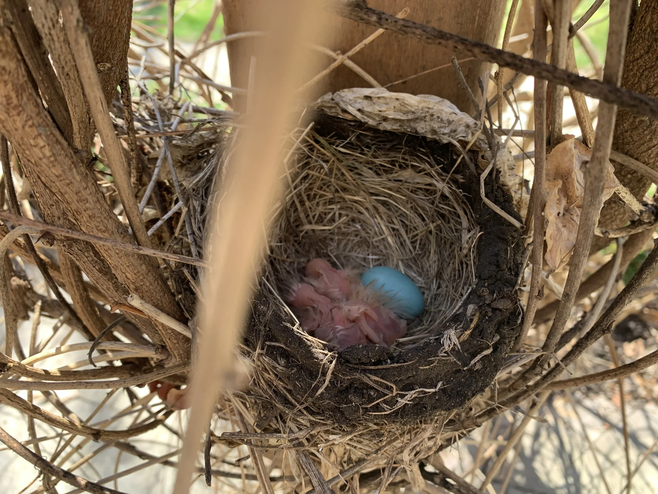 Remembering the Birds of the Air
