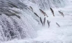 Swimming Away From the Dead Sea