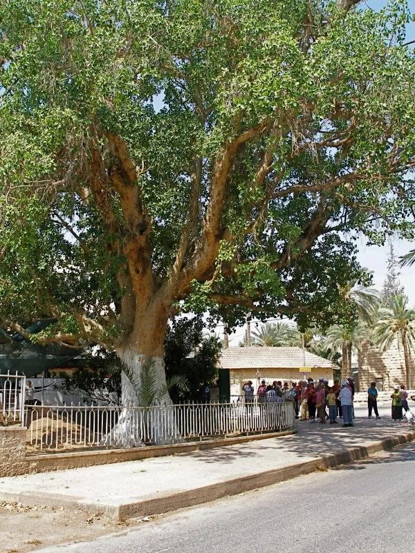 Great Lent Prep. Step One: "Desire To See the Lord"