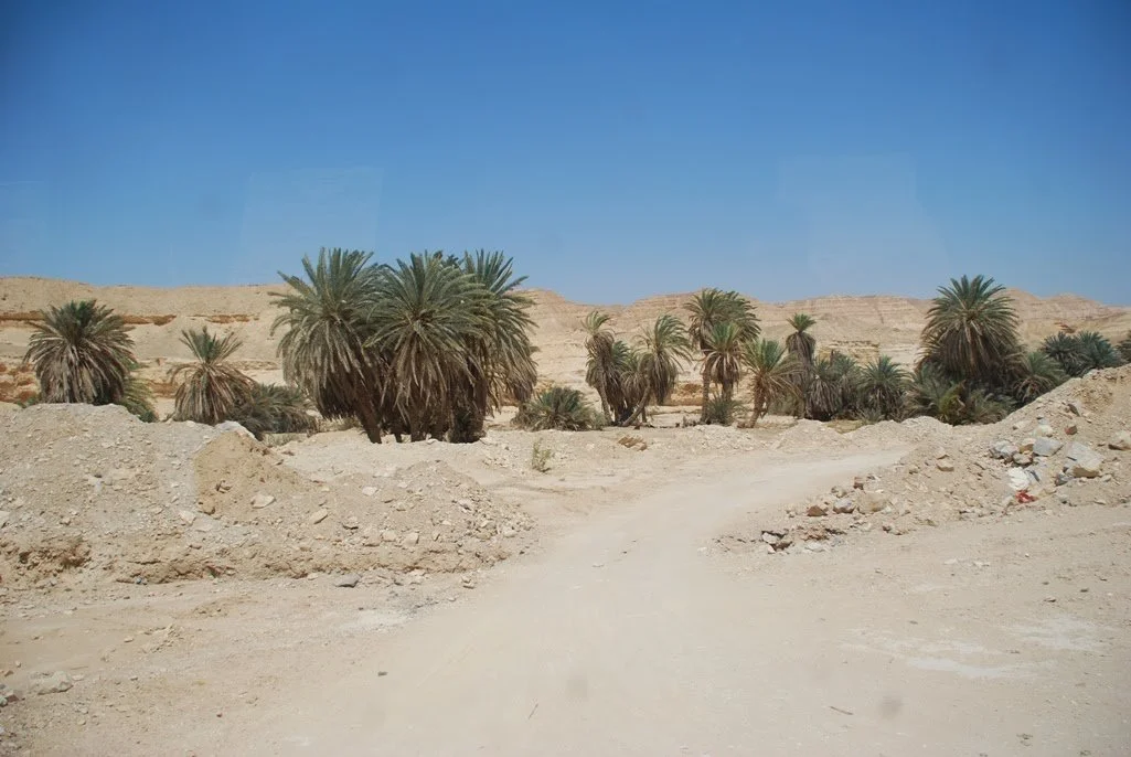 Bitterness Sweetened: Moses, The Waters of Marah, and Our Lenten Journey