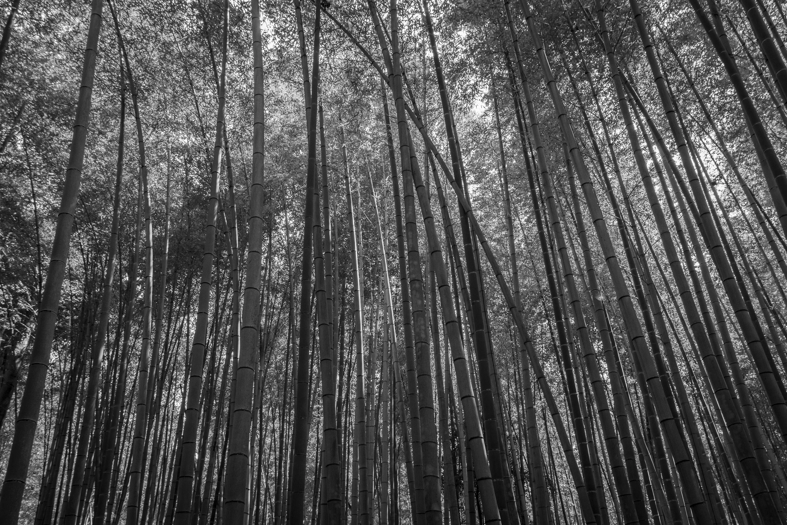 Arashiyama
