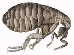 Xenopsylla cheopis