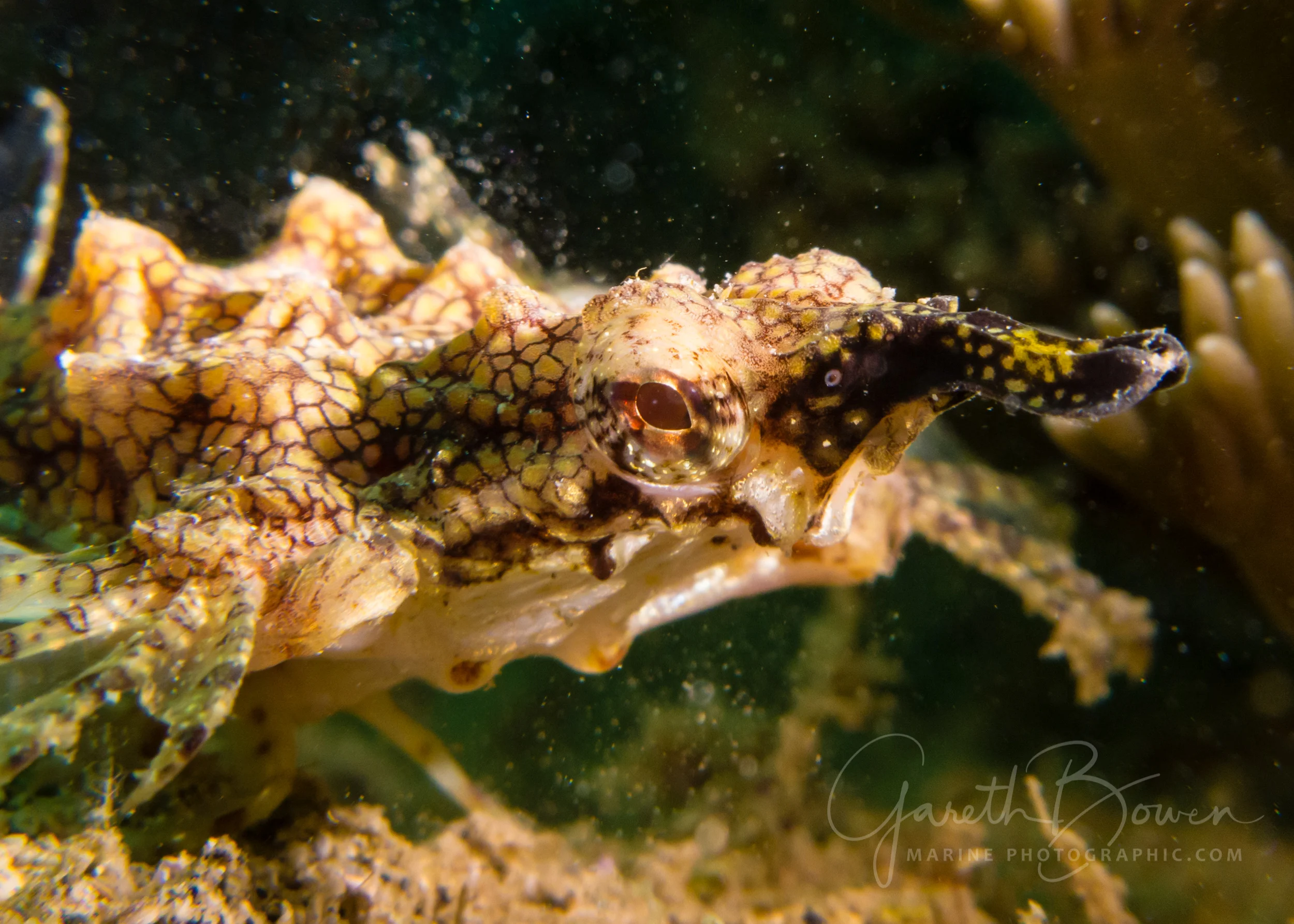 Sea Moth