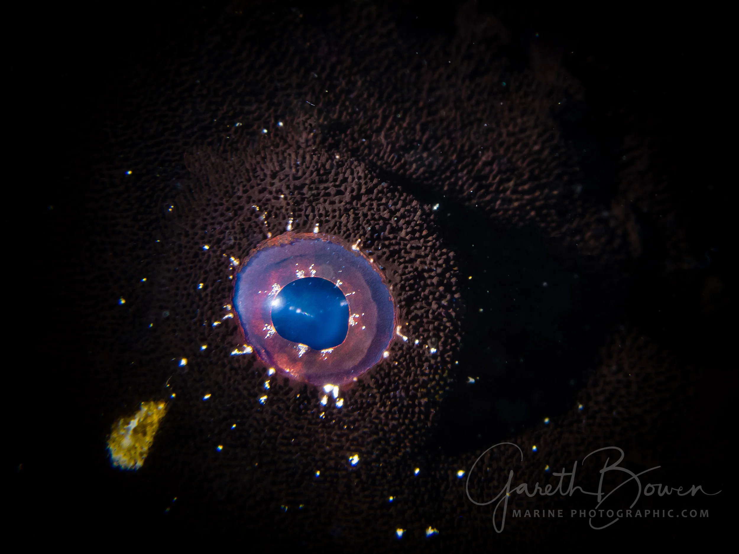 IMG_8105-Edit-2500px-2.jpg