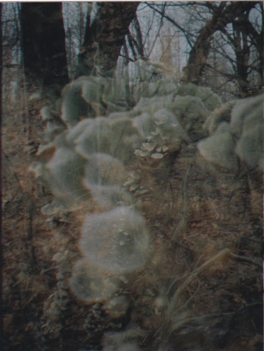 Fungus