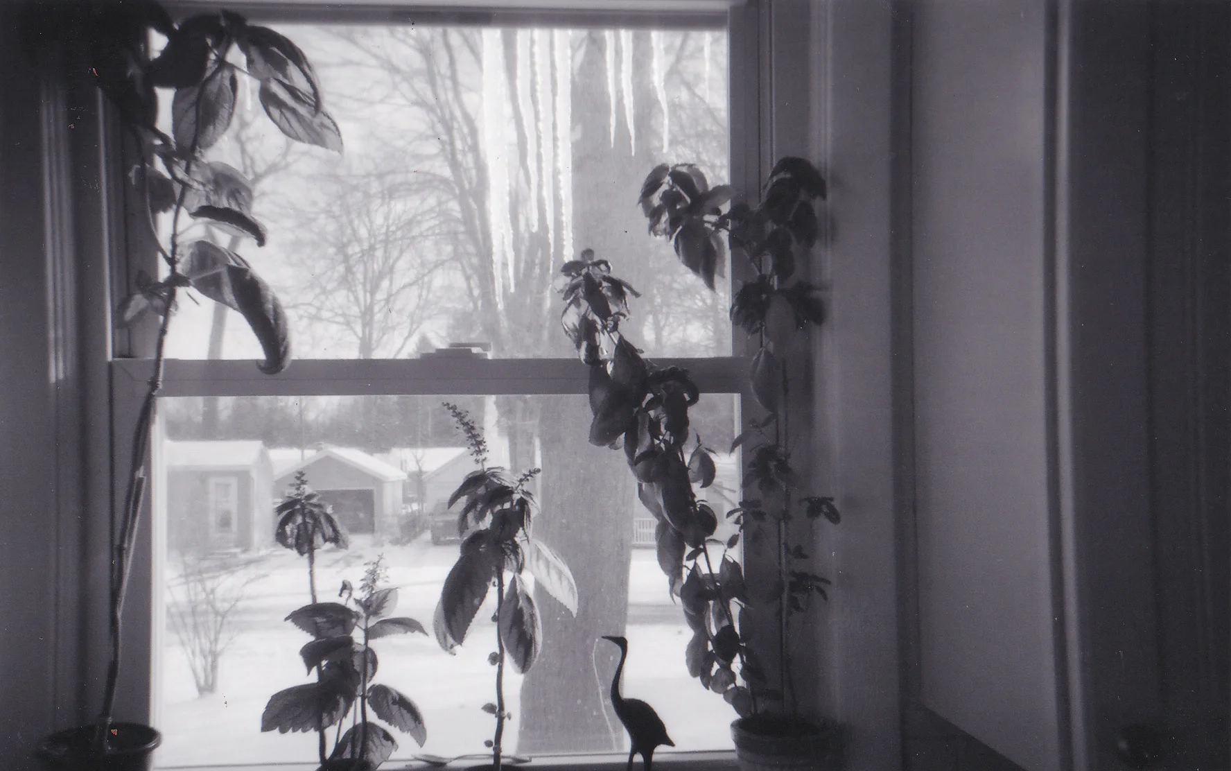 Coleus, Basil, Iceicles