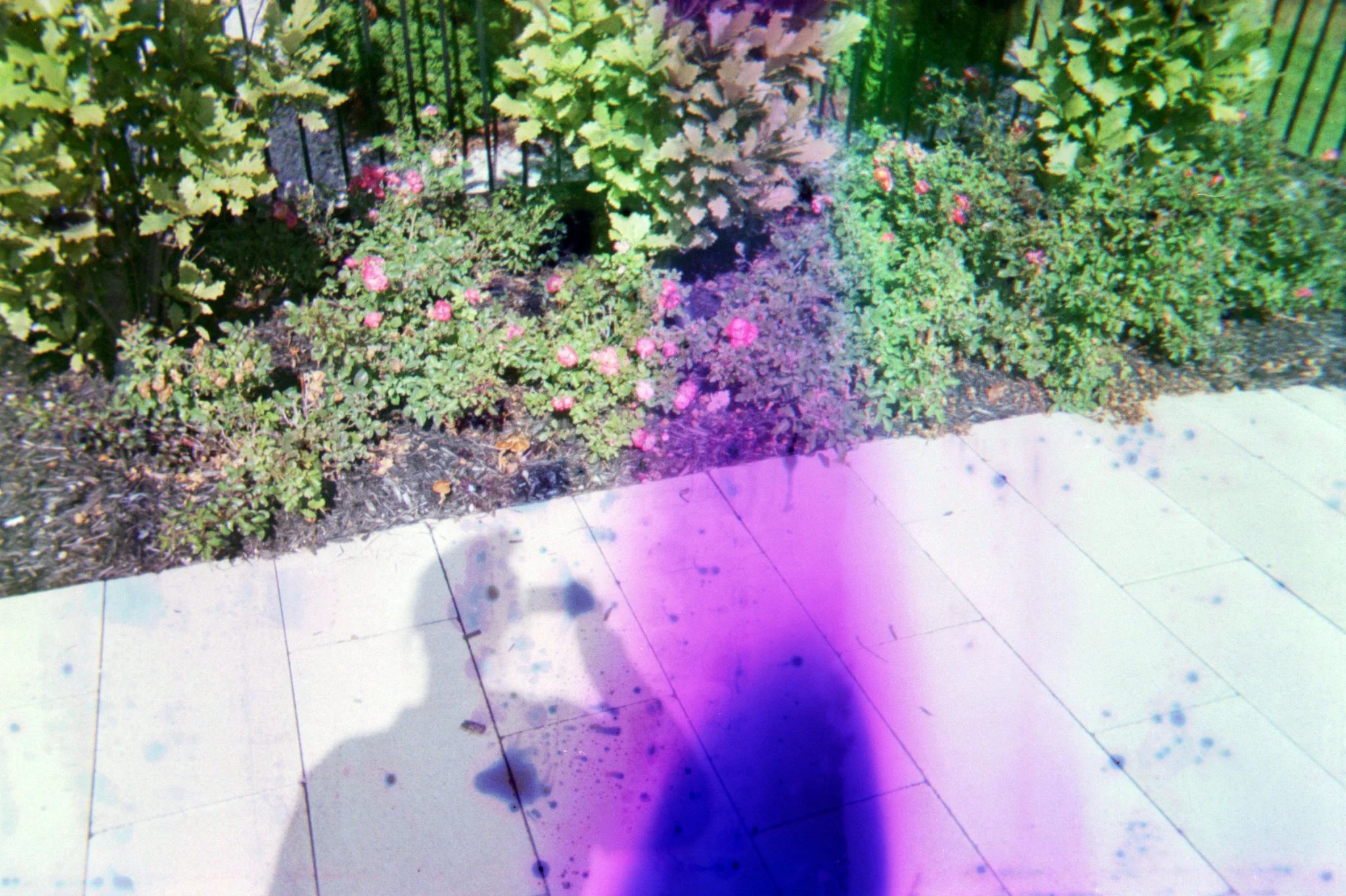 Pool Flora