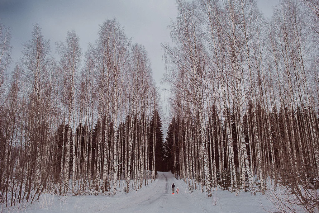 2018-02-25 - drivingonfrozenlake - trees - yellow -14_LR edited_web.jpg
