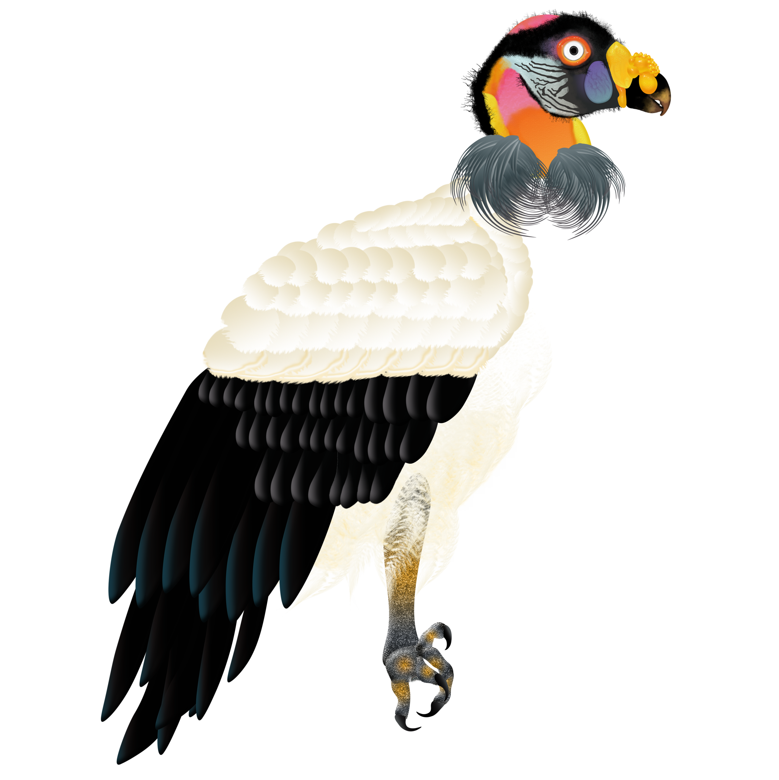 King-Vulture_.png