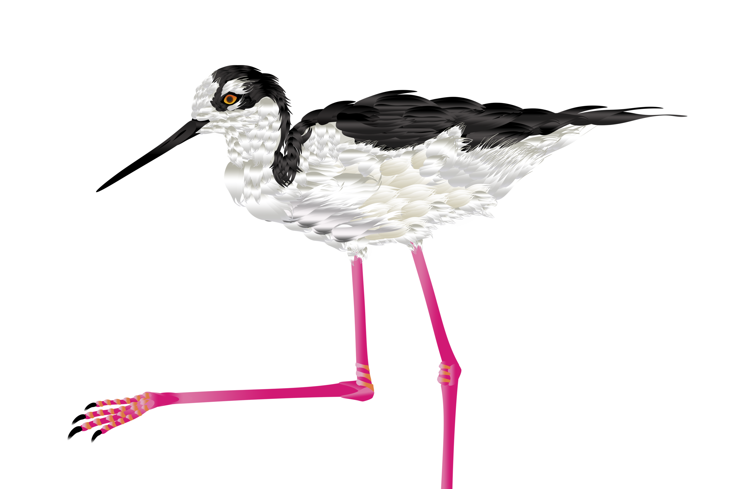 Stilt Trans.png