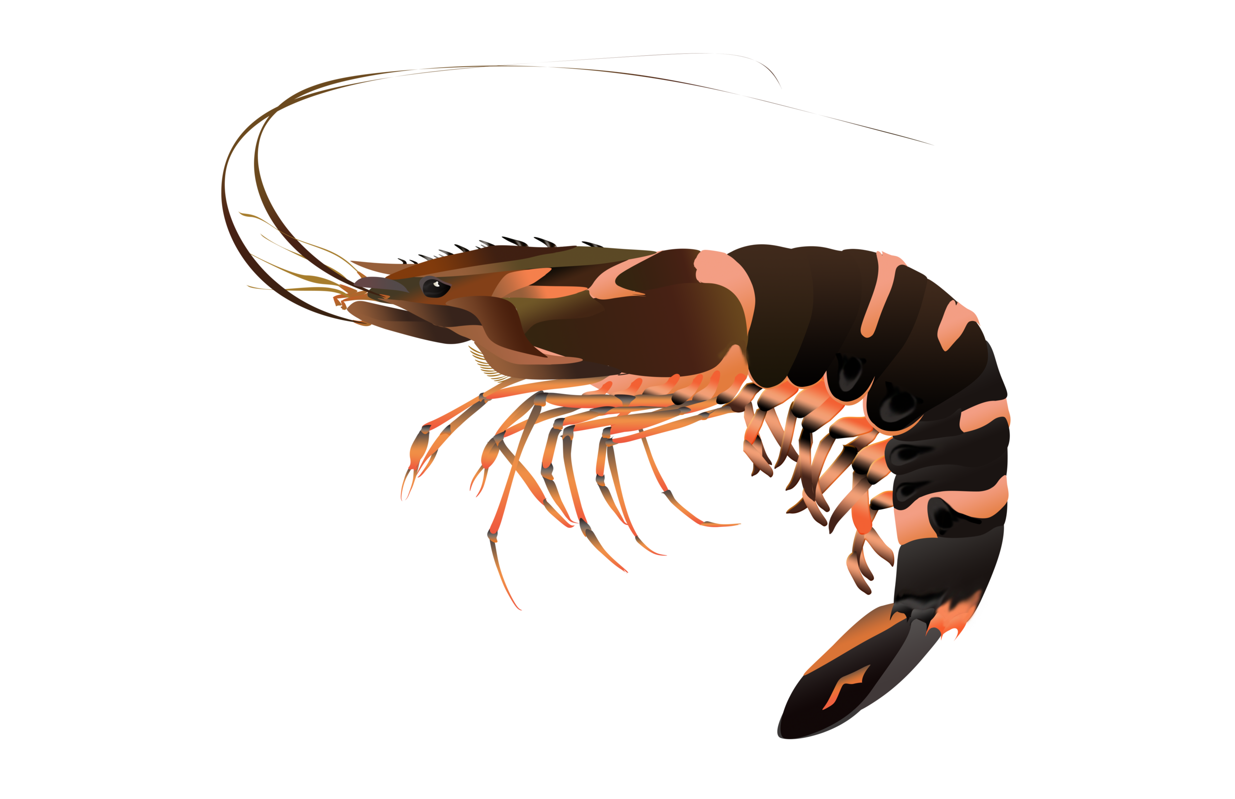 Tiger Prawn Trans.png