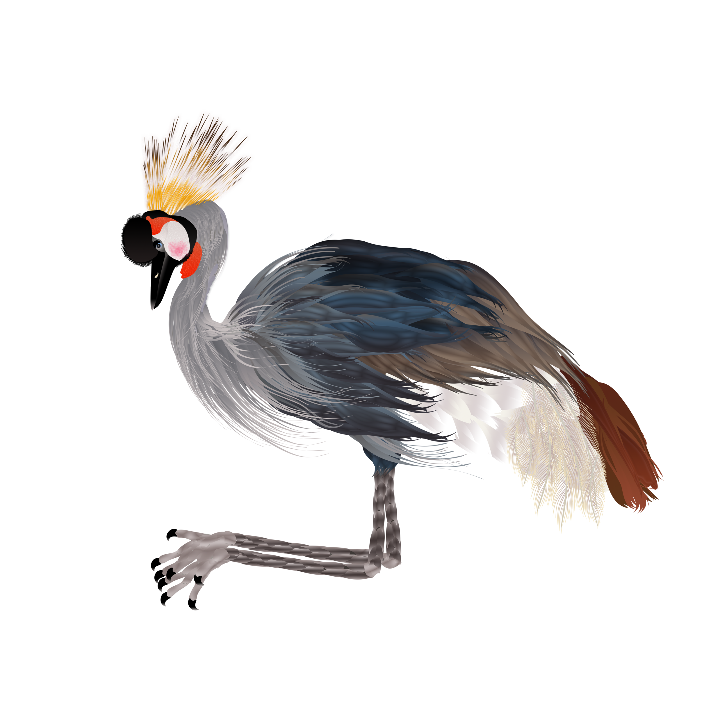 Black Crowned Crane_2703.png