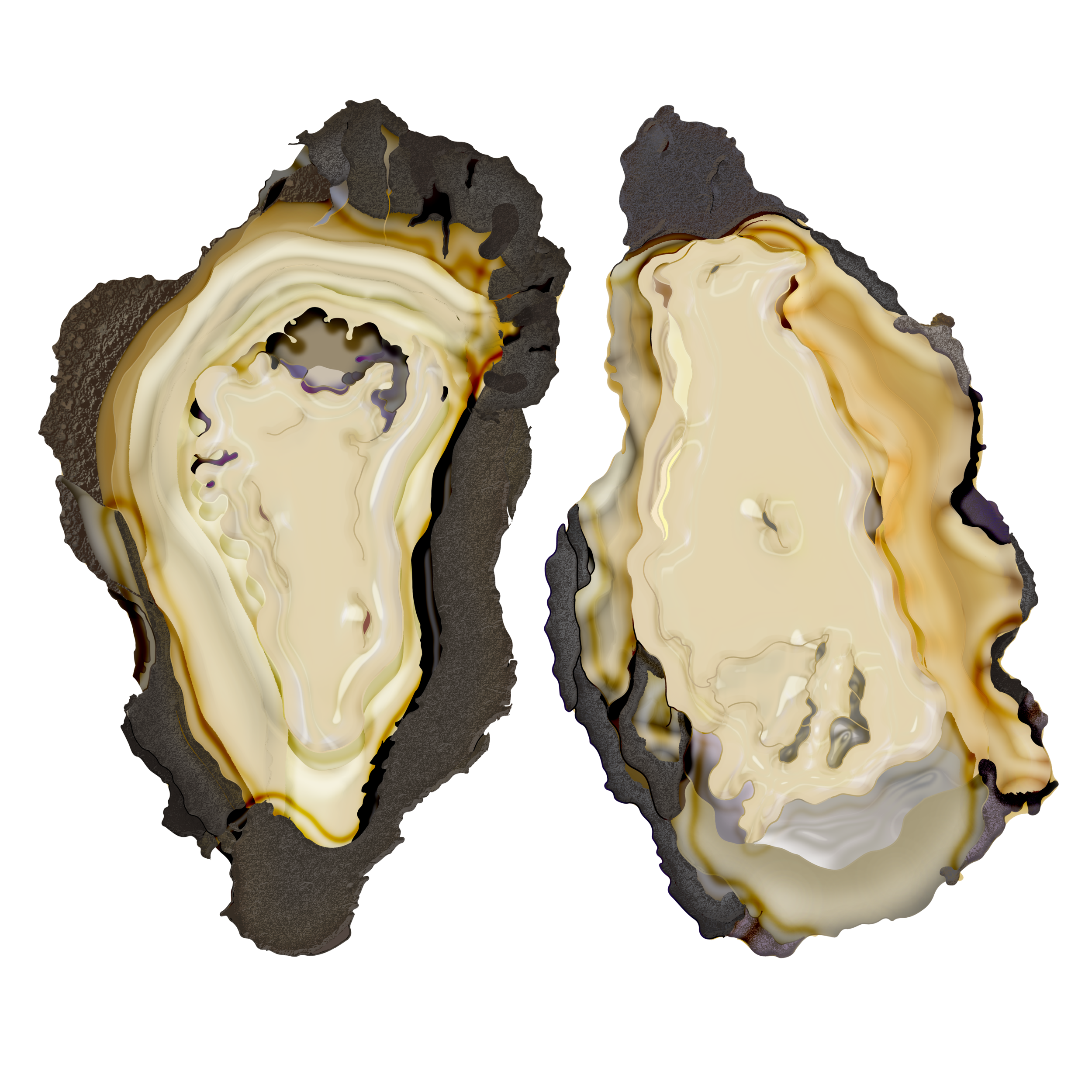 oyster mergedd.png