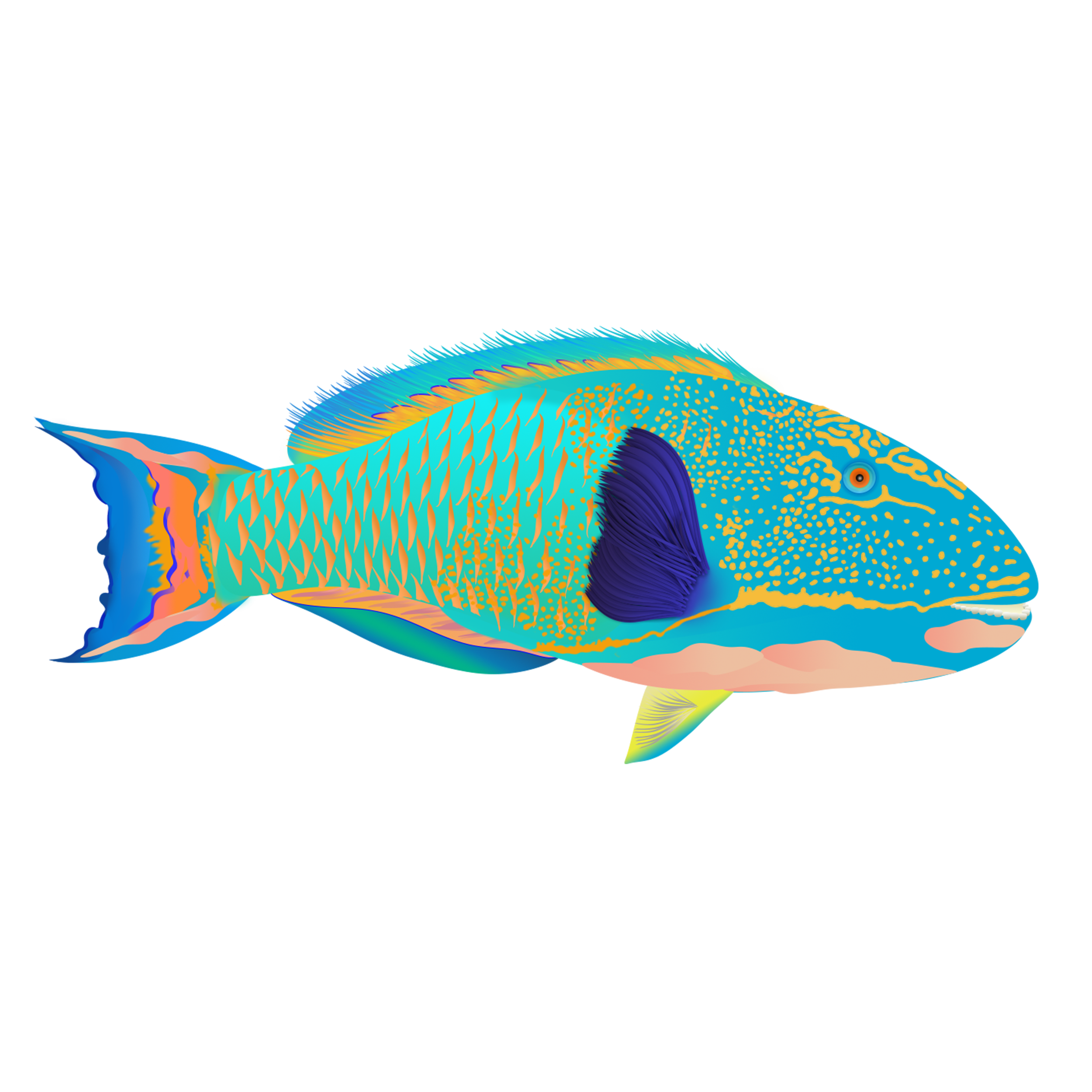 Spotted Parrotfish_merged.png