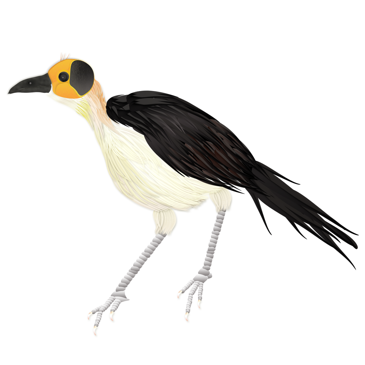 Picathartes merged with branch.png
