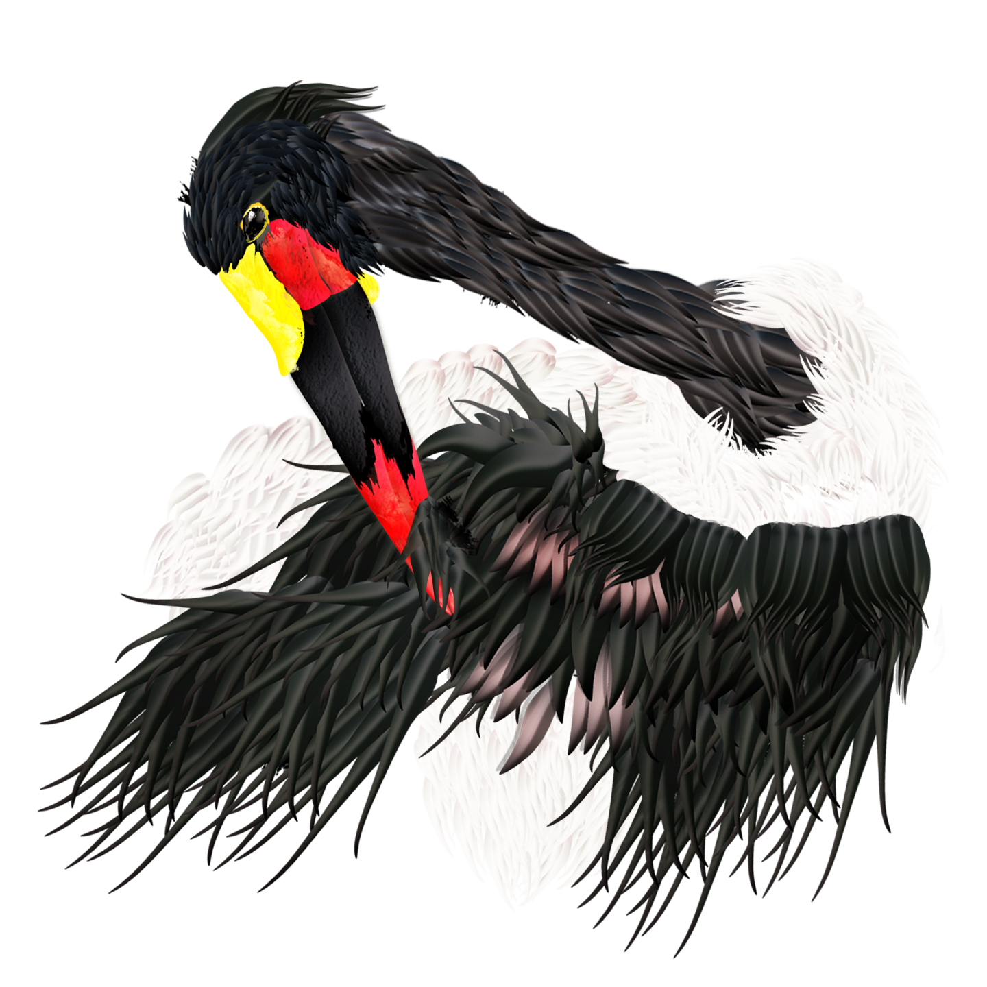 Saddle-Billed Stork_all merged.png