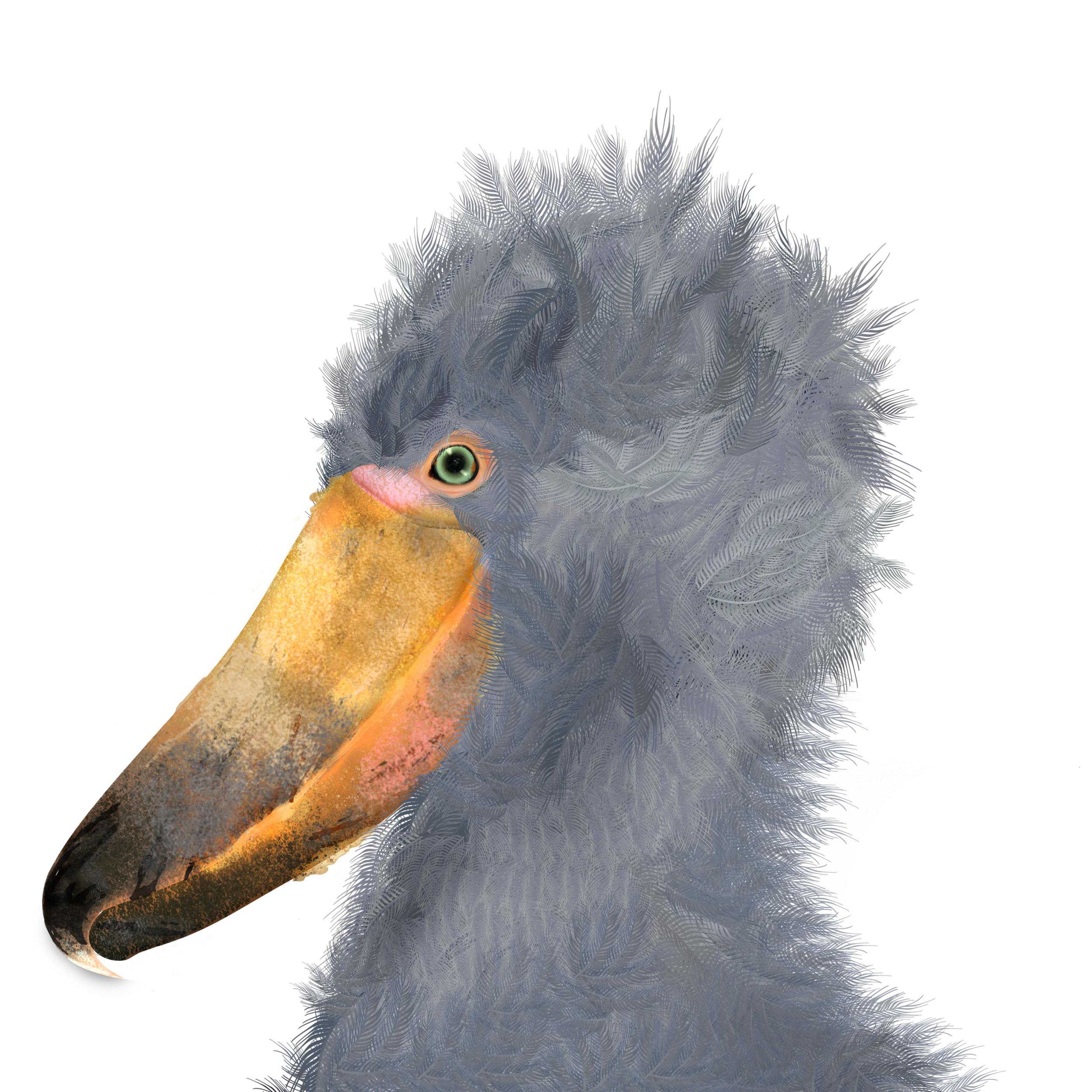 Shoebill_dec.png