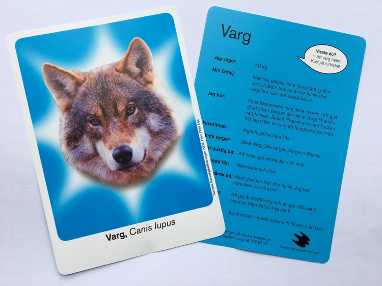  Who is your favourite Carnivor Idol? Together with a consultant, "Grön Ide" I created an educational travelling exhibition for children about Sweden's big four carnivors. 