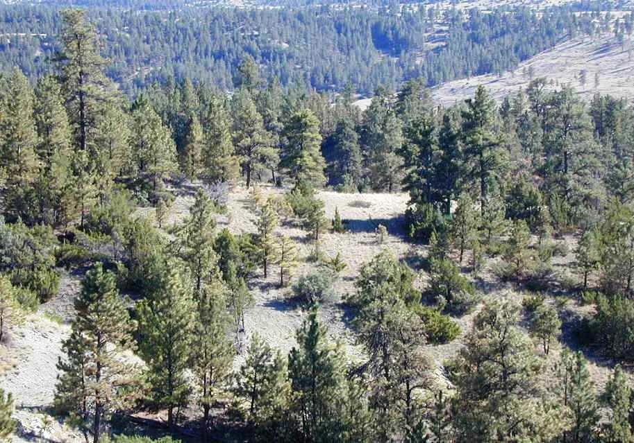 2004 - Proposed Building Site on Lot 203.jpg
