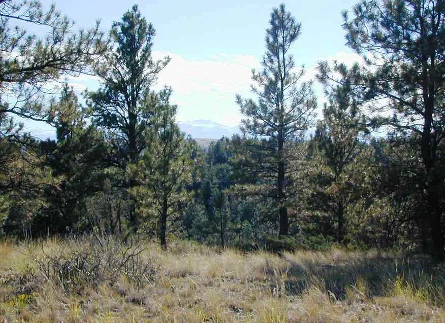 SR1 House Build Site 2005 (pre-fire)