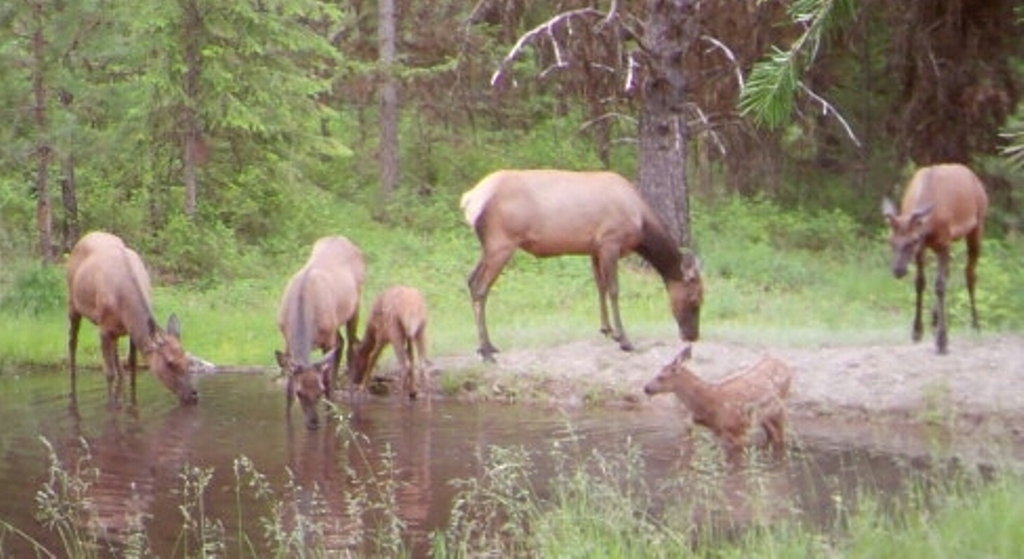 SR2 Pond - Elk at SR2 Pond.jpg