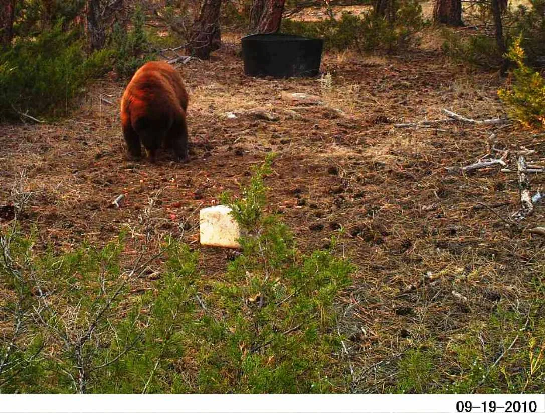 2010-09-19 - Hartman Wildlife Cam Bear #1.jpg