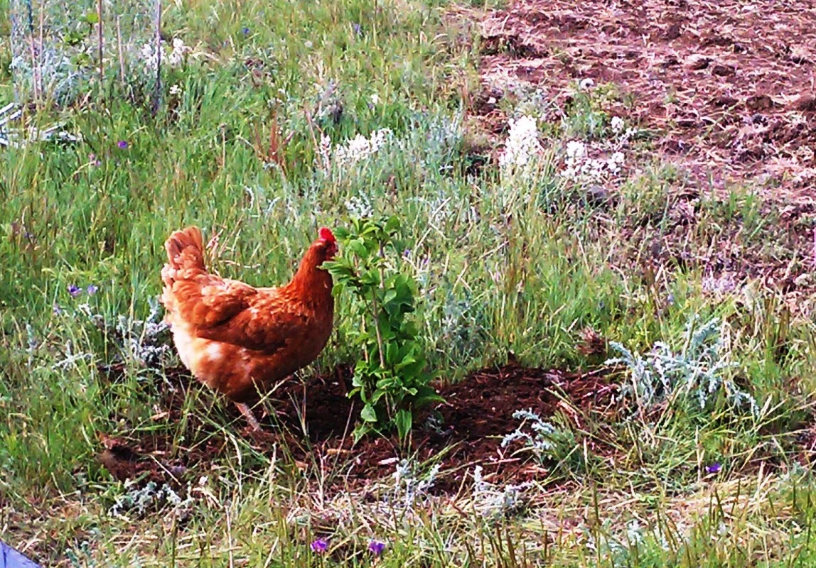 2011-06-10 - Polly the Chicken is helping Protect the Trees at the Seiver Ranch.jpg